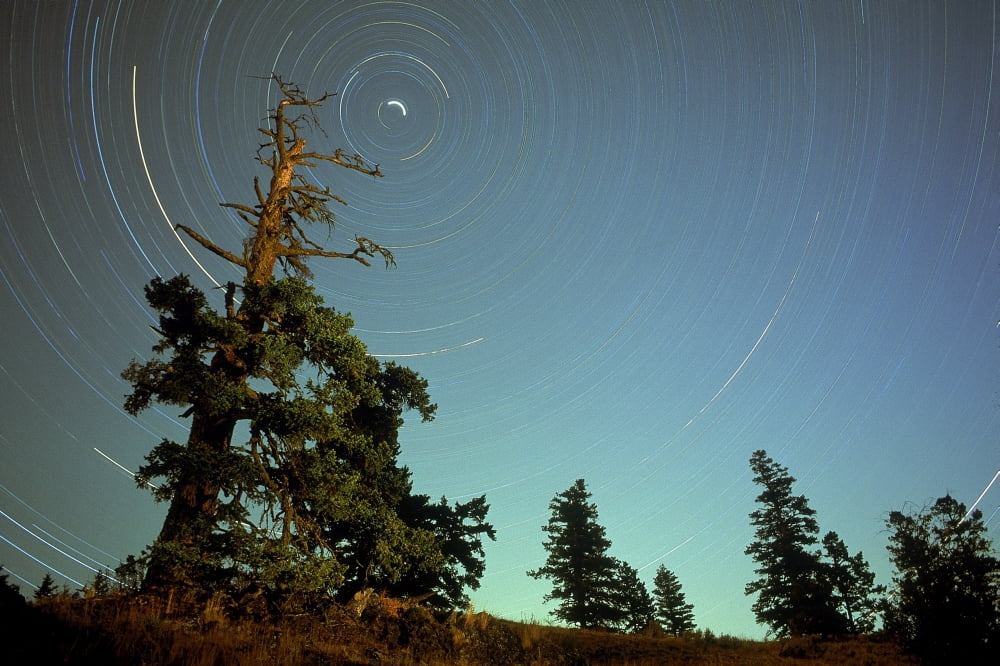 Star Trails North Star And Old Douglas Fir Tree Near Osoyoos British Columbia Canada Canvas Art - David Nunuk Design Pics (18 x 12)
