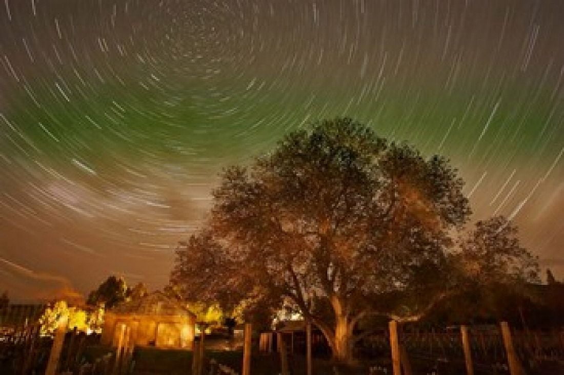 Star Trails Over Walnut Tree Domain Road Vineyard Central Otago South Island New Zealand Canvas Art - David Wall DanitaDelimont (34 x 23)
