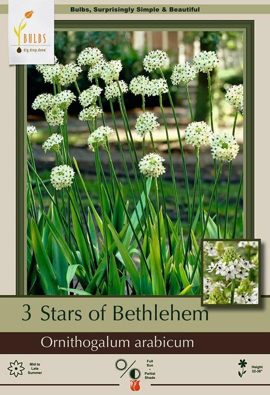 Star of Bethlehem - 3 Bulbs 14/16 cm - Ornithogalum arabicum