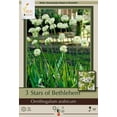thumbnail image 1 of Star of Bethlehem - 3 Bulbs 14/16 cm - Ornithogalum arabicum, 1 of 4