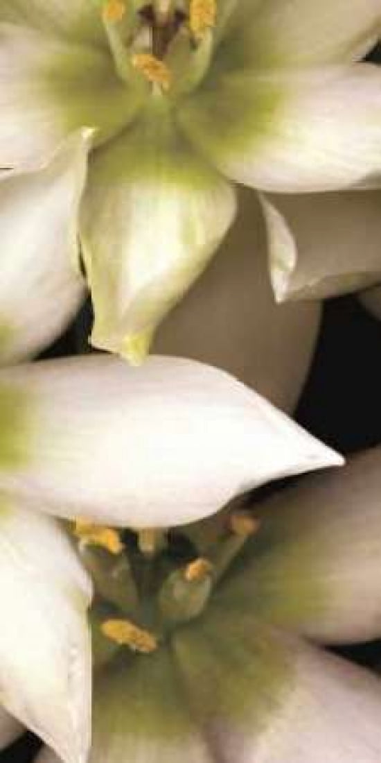 Star of Bethlehem Triptych Canvas Art - Andrew Levine (10 x 20)