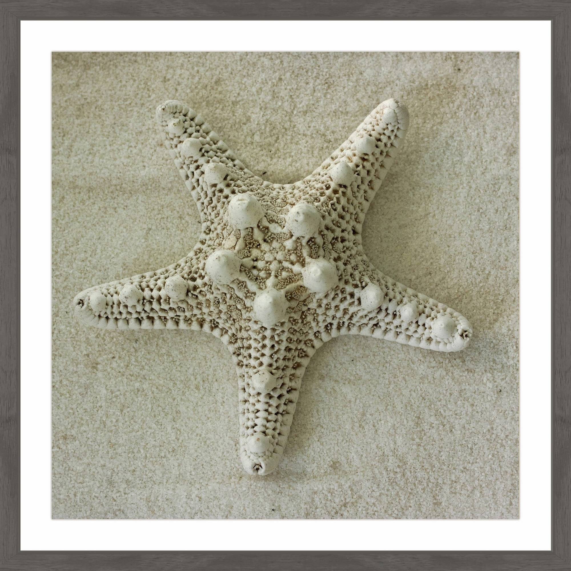 "Star of the Sea" Framed Painting Print