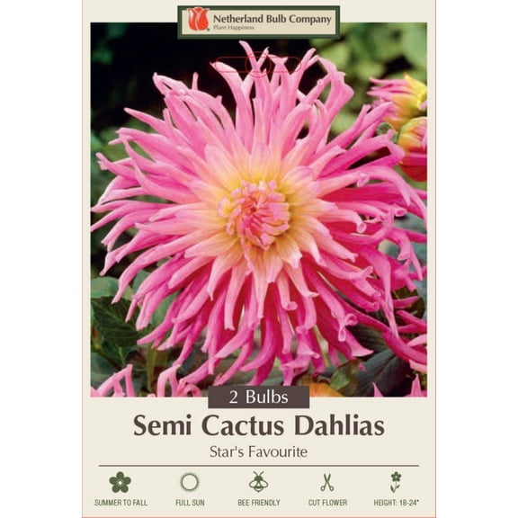Star's Favourite Cactus Dahlia - Soft Rose Pink - 2 Bulbs