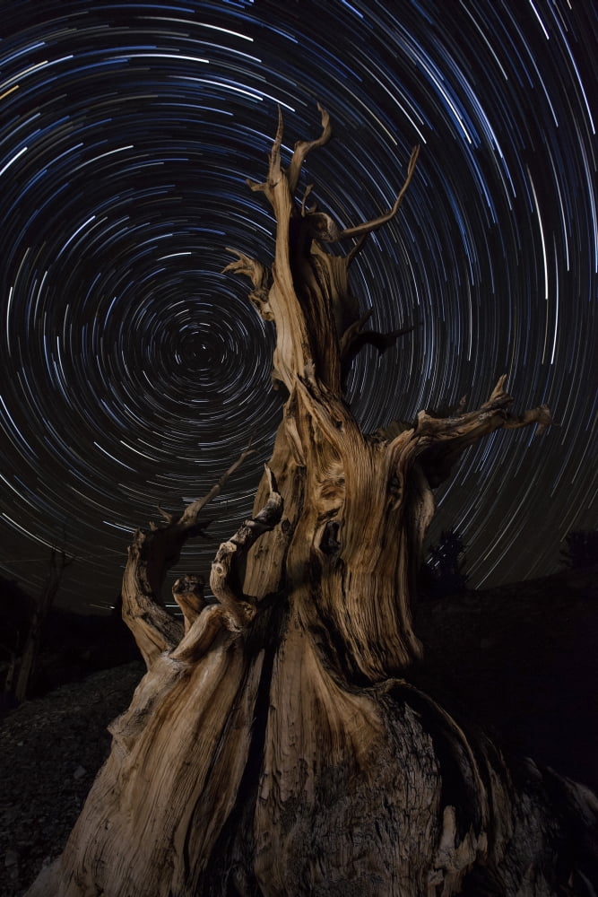Star trails above a bristlecone pine tree California Canvas Art - Dan BarrStocktrek Images (23 x 35)