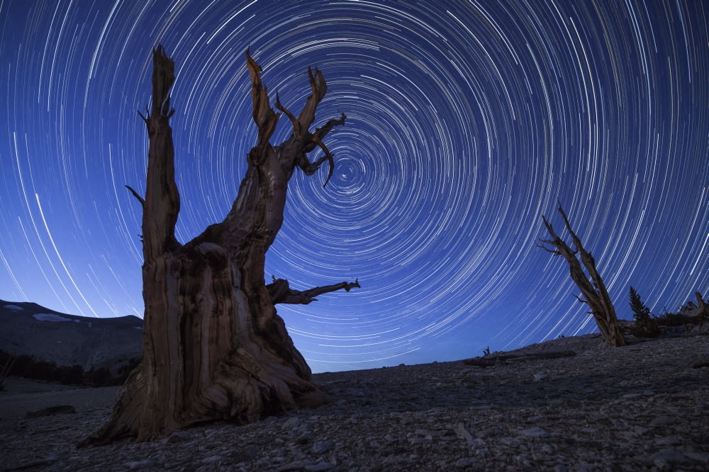 Star trails above an ancient bristlecone pine tree California Canvas Art - Dan BarrStocktrek Images (18 x 12)