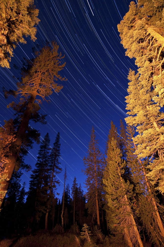 Star trails above campfire lit pine trees in Lassen Volcanic National Park Canvas Art - Dan BarrStocktrek Images (12 x 18)