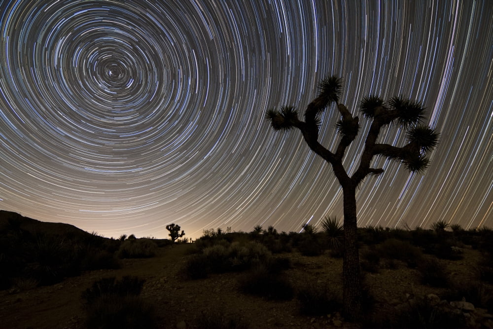 Star trails and Joshua trees in Joshua Tree National Park California Canvas Art - Dan BarrStocktrek Images (18 x 12)
