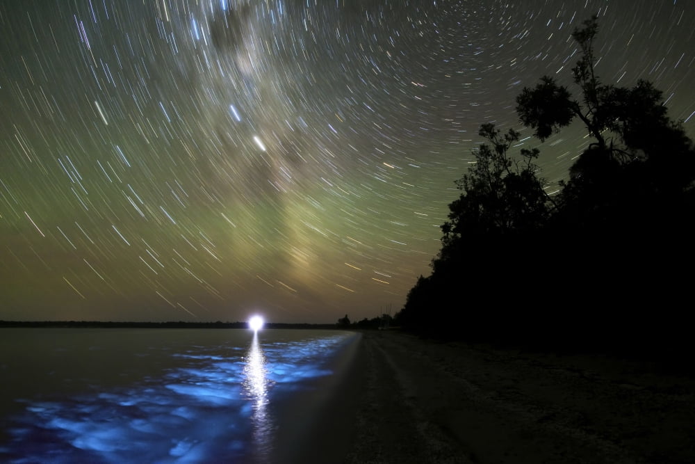 Star trails and bioluminescence Gippsland Lakes Australia Canvas Art - Philip HartStocktrek Images (18 x 12)