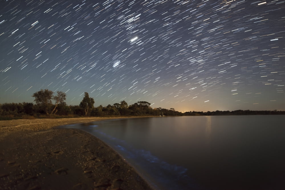 Star trails and bioluminescence Gippsland Lakes Australia Canvas Art - Philip HartStocktrek Images (35 x 23)