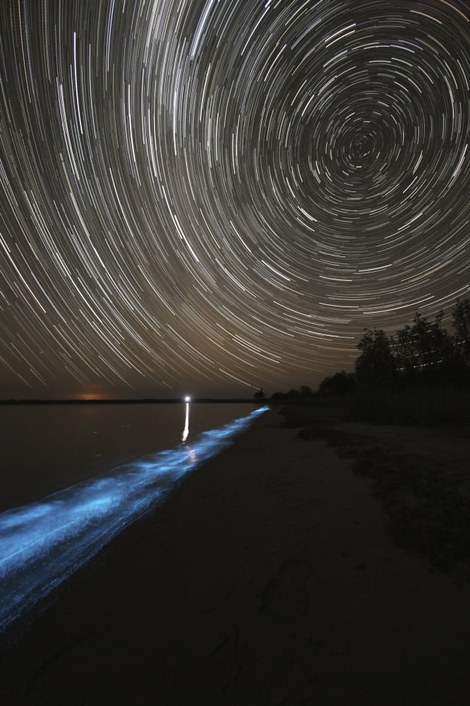 Star trails over bioluminescence in the Gippsland Lakes Australia Canvas Art - Philip HartStocktrek Images (12 x 17)