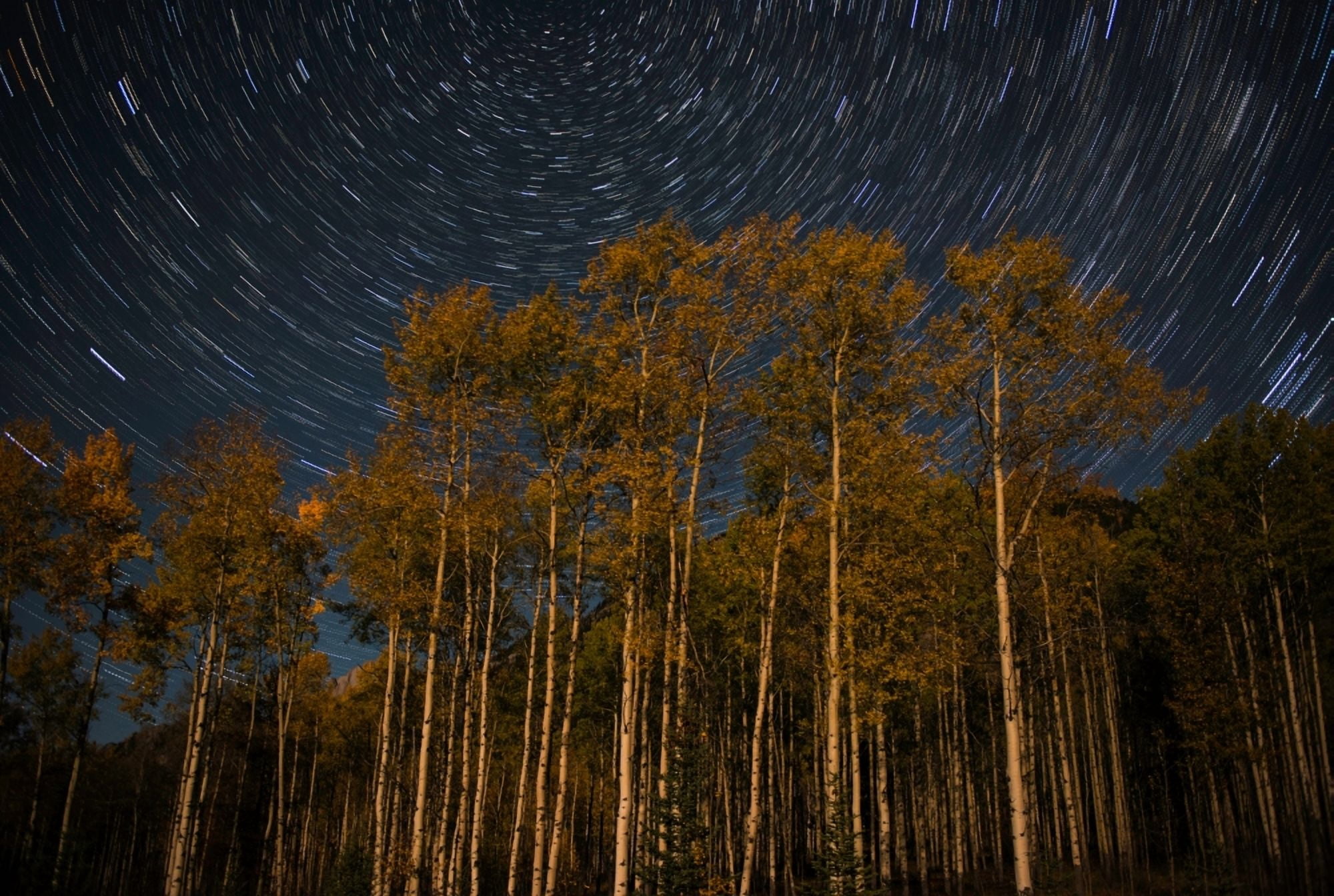 Star trails over poplar trees in autumn Alberta Canada Canvas Art - Panoramic Images (24 x 36)