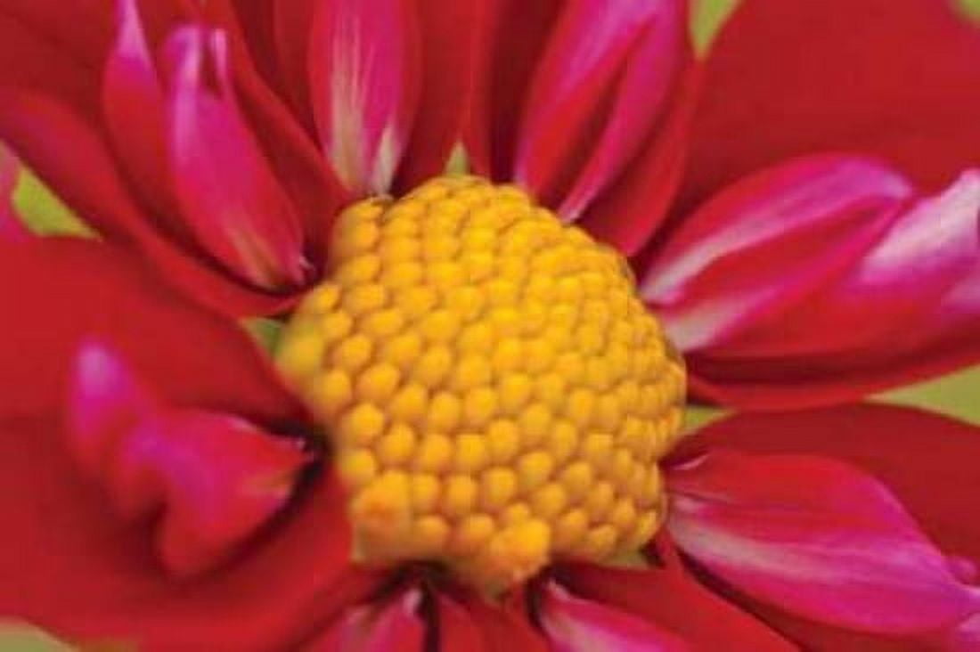 Starburst II Canvas Art - Dana Styber (24 x 36)