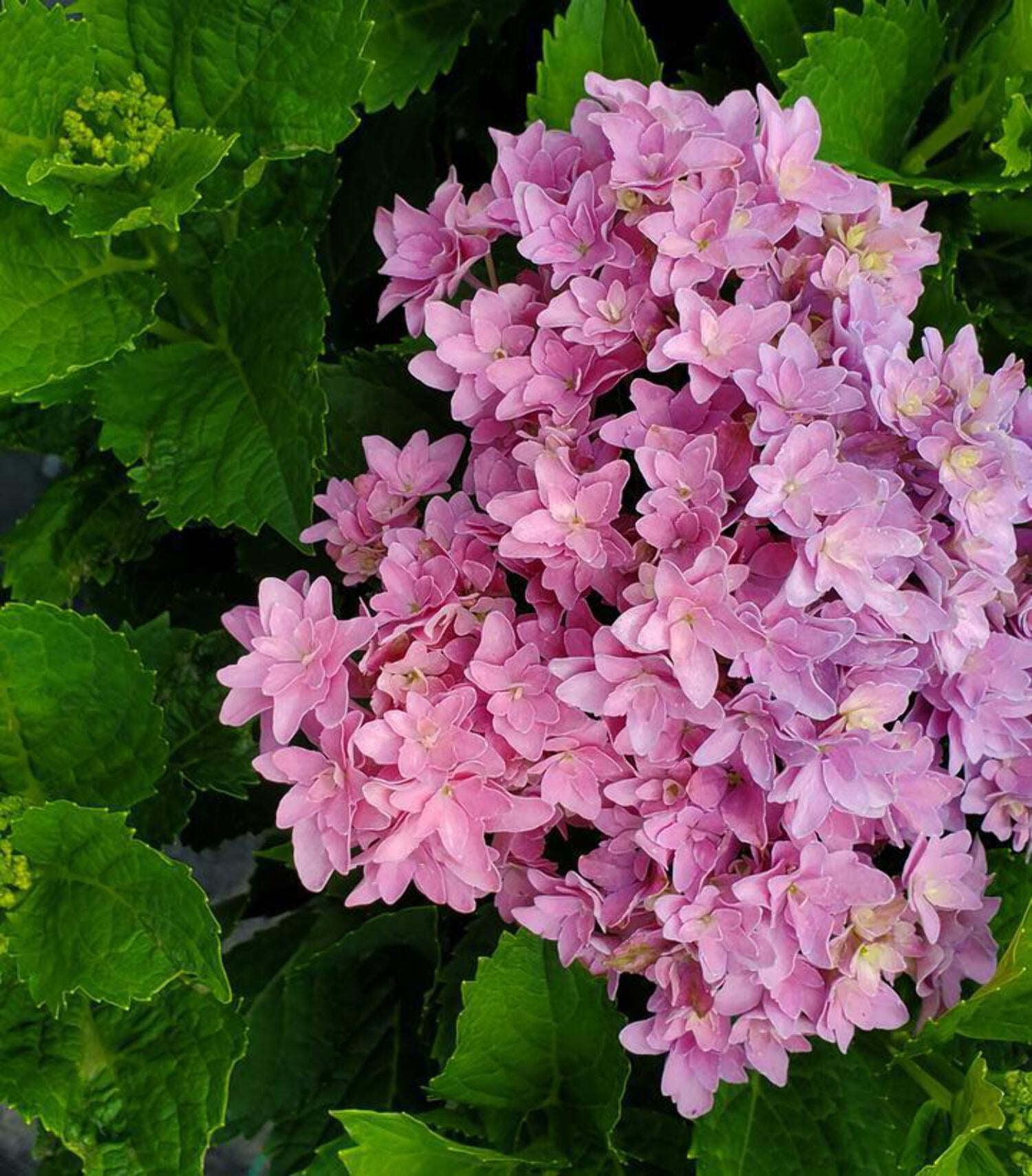 Starfield Bigleaf Hydrangea - Walmart.com