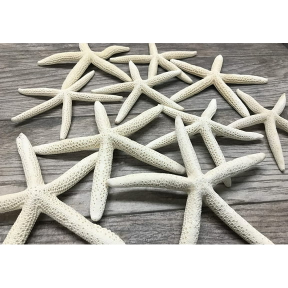Starfish 10 pack Real White Finger Starfish 6-8inch For Home Decors