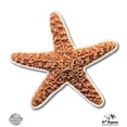 thumbnail image 1 of Starfish - 8" Vinyl Sticker - For Car Laptop I-Pad - Waterproof Decal, 1 of 1