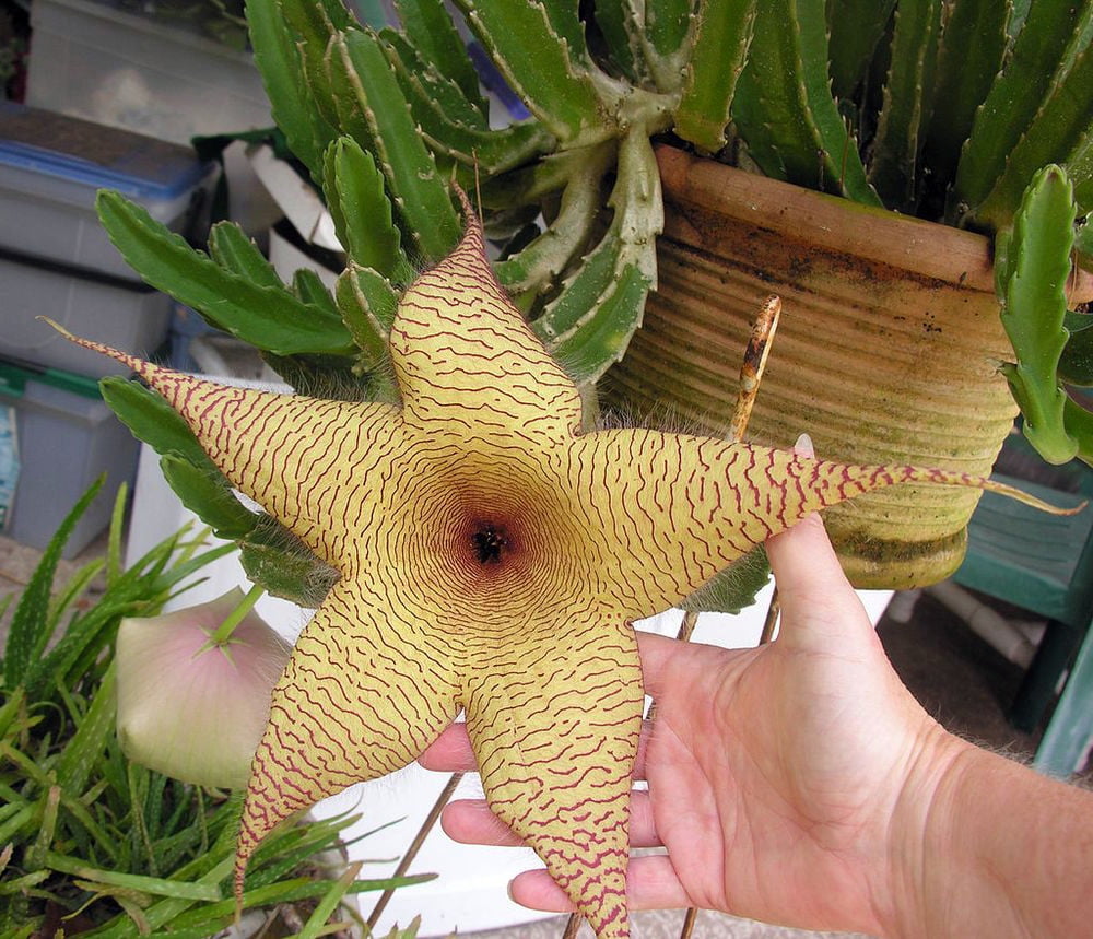 Starfish Cactus Plant - 4" Pot - Stapelia gigantea - Walmart.com