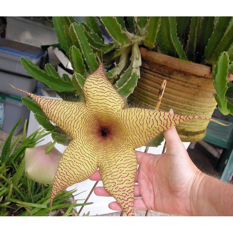 Starfish Cactus Plant - 4" Pot - Stapelia gigantea - Walmart.com