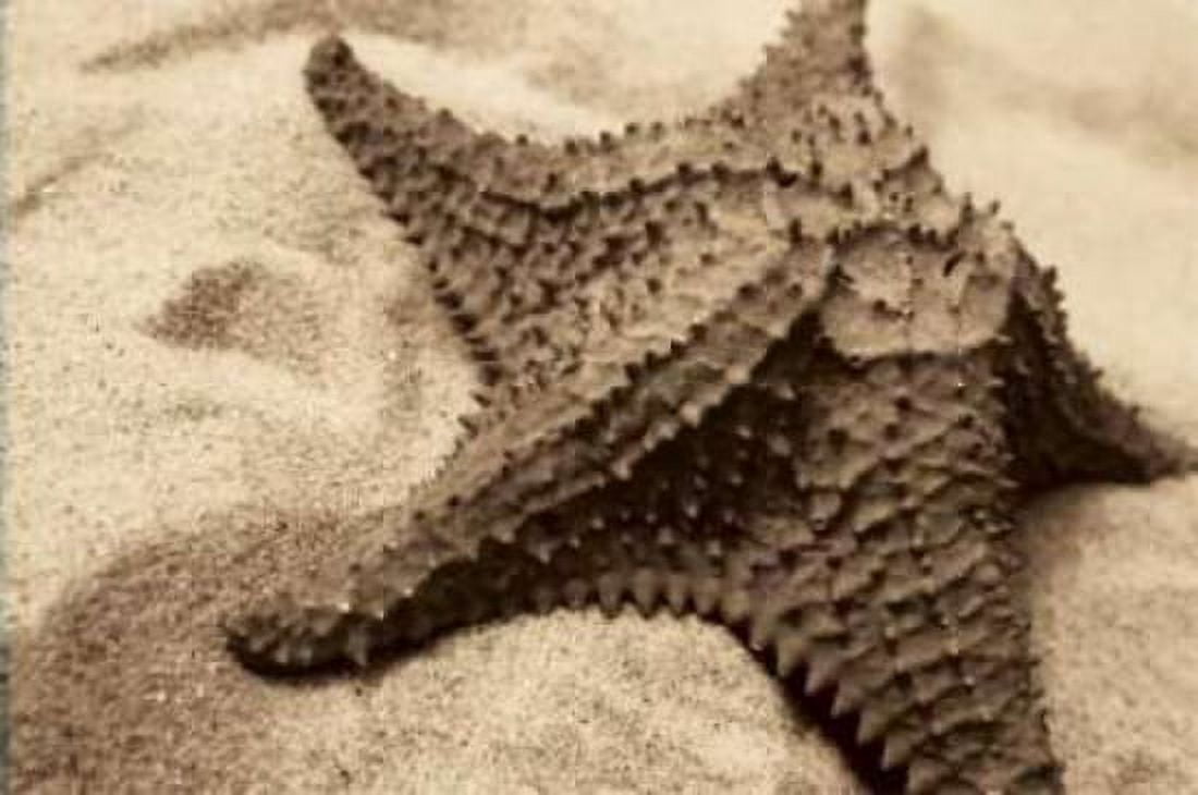 Starfish Canvas Art - Cyndi Schick (12 x 18)