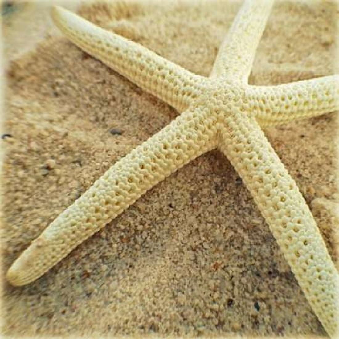 Starfish Canvas Art - Lisa Hill Saghini (24 x 24)