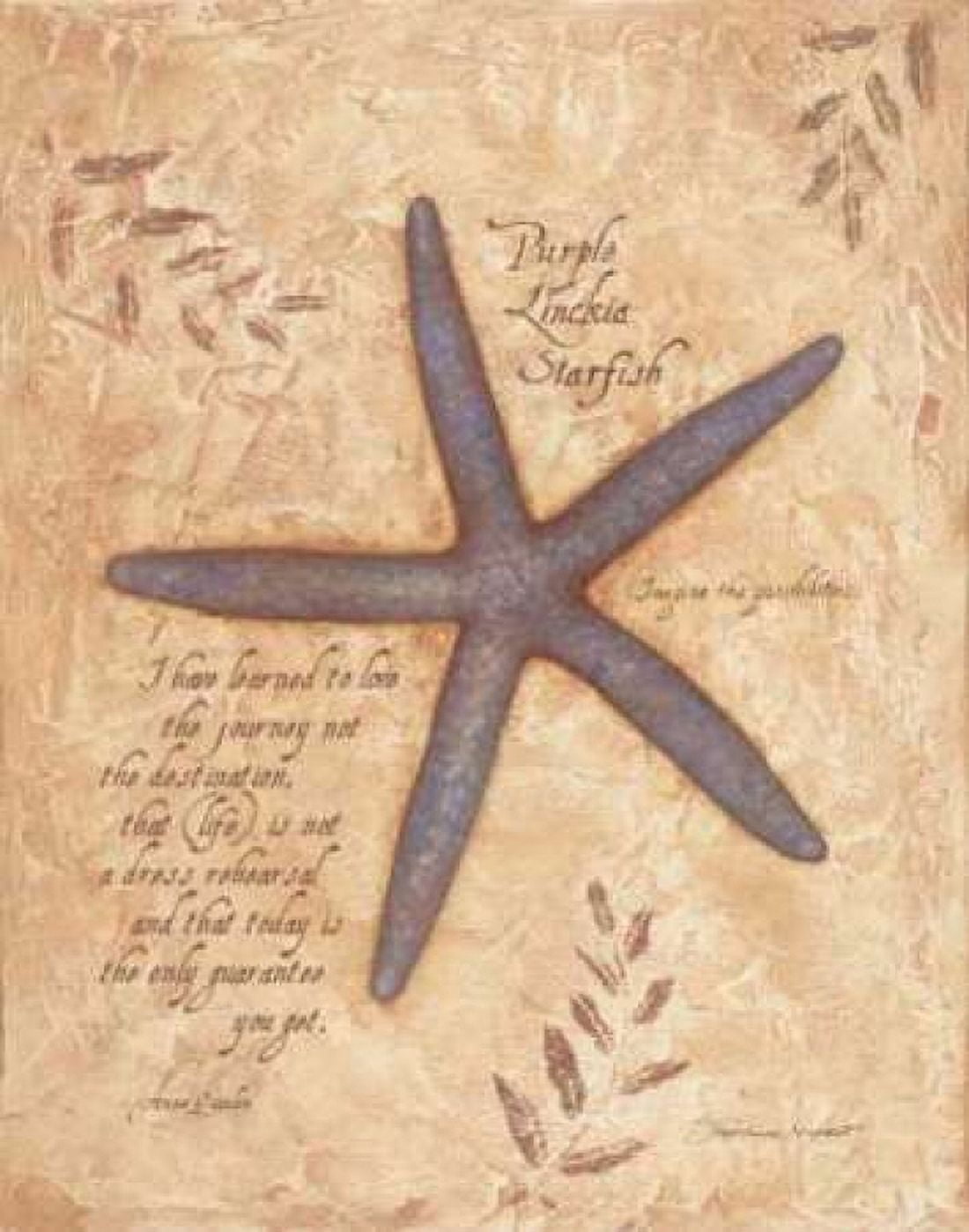 Starfish Canvas Art - Stephanie Marrott (22 x 28)