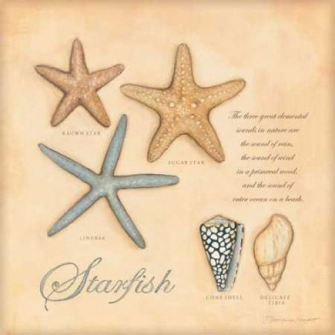 Starfish Canvas Art - Stephanie Marrott (24 x 24)