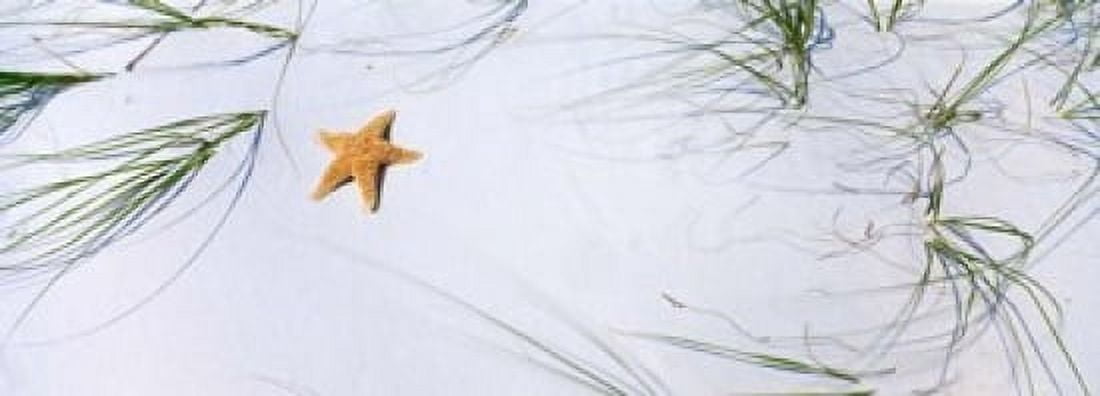Starfish Gulf of Mexico Canvas Art - Panoramic Images (34 x 12)