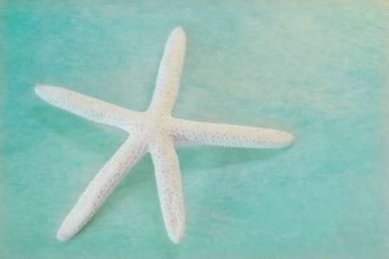 Starfish I Canvas Art - Roberta Murray (12 x 18)