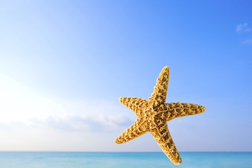 Starfish In Front Of The Ocean Canvas Art - Richard Wear Design Pics (34 x 22)