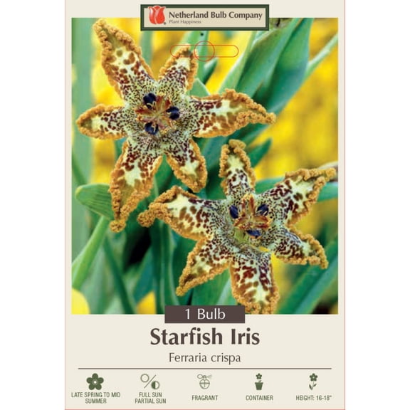 Starfish Iris - Ferraria crispa - Top Size Bulb