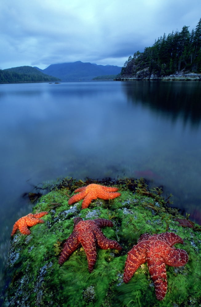 Starfish On Moss At Low Tide Bligh Provincial Park British Columbia Canvas Art - David Nunuk Design Pics (22 x 36)
