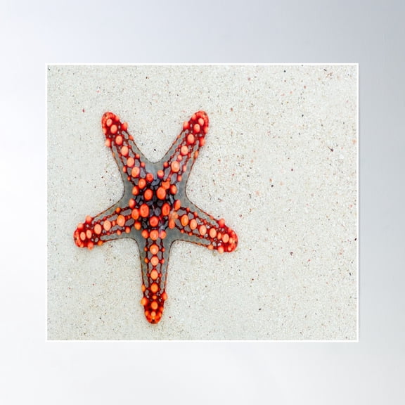 Starfish Star Of The Desert- Vintage Wall Arttrendy Retro Print Room Decor Wall Art , Poster Print Only