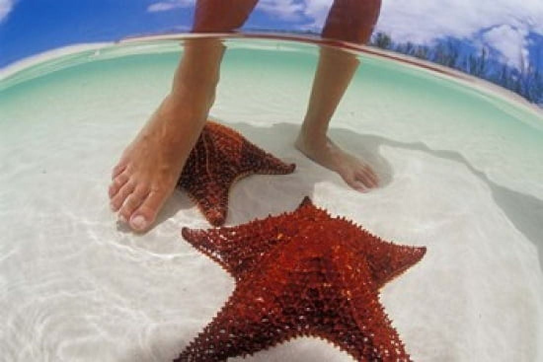 Starfish and Feet Bahamas Caribbean Canvas Art - Greg Johnston  DanitaDelimont (37 x 25)