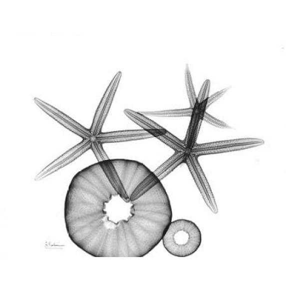 Starfish and Sea Urchin Arrangement Poster Print by Albert Koetsier (8 x 10)