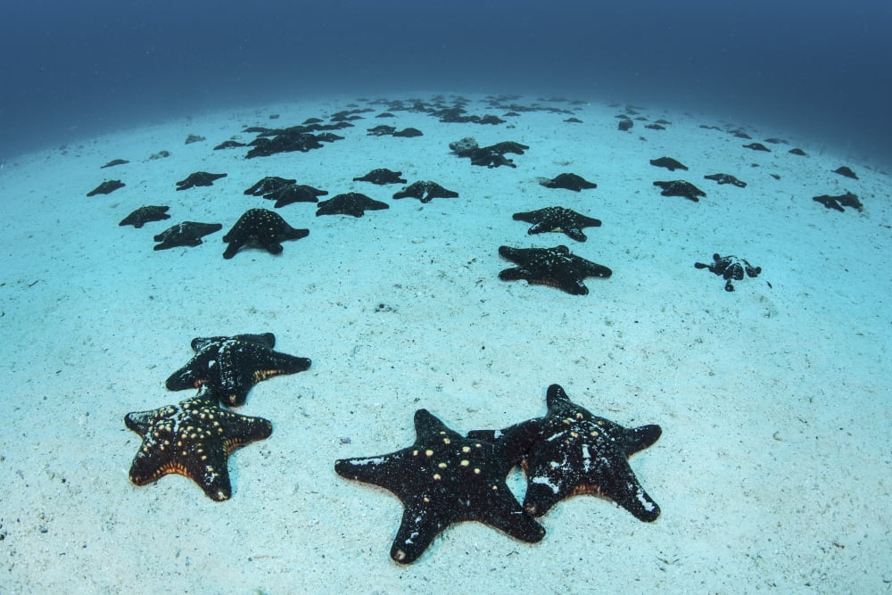 Starfish cover the sandy seafloor near Cocos Island Costa Rica Canvas Art - Ethan DanielsStocktrek Images (17 x 12)