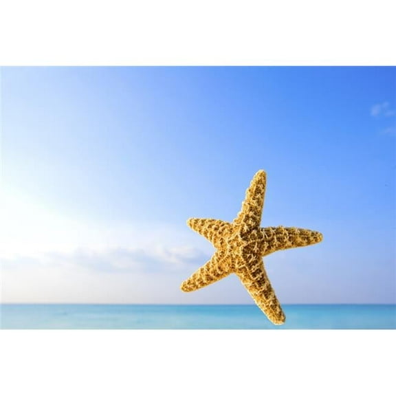 Starfish in Front of The Ocean Poster Print by Richard Wear - 17 x 11