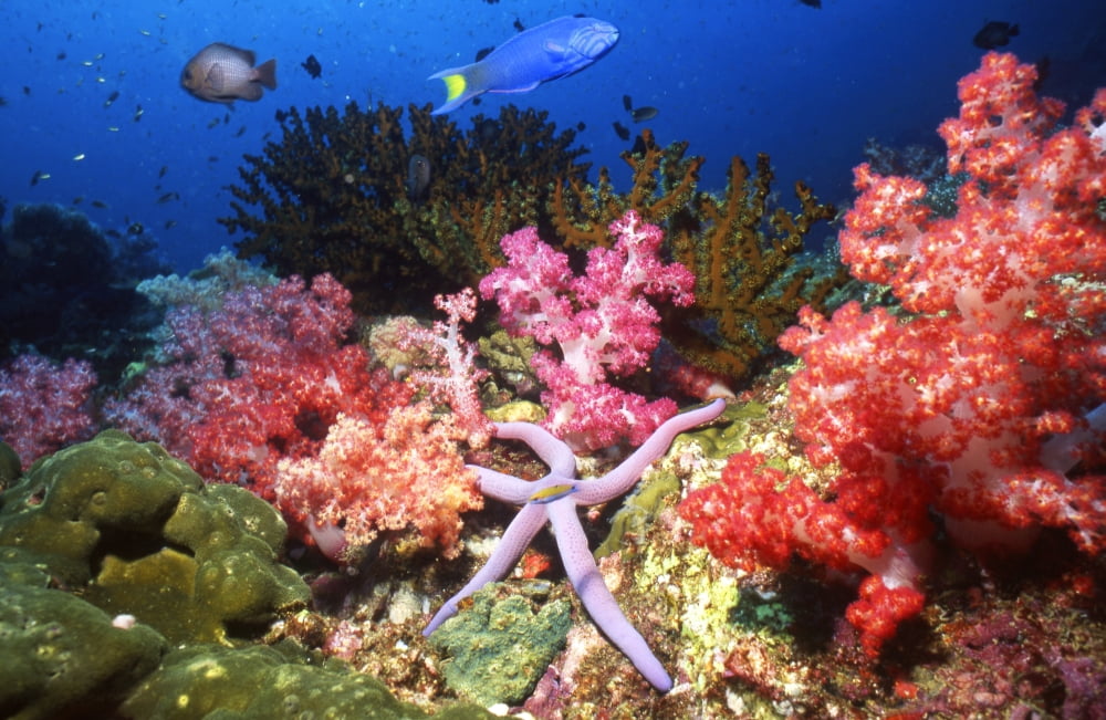 Starfish in soft coral Thailand Canvas Art - Beverly FactorStocktrek Images (18 x 12)