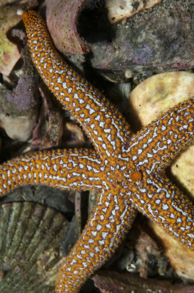 Starfish lying on sea floor amid shells in Atlantic Ocean Canvas Art - Karen DoodyStocktrek Images (23 x 35)
