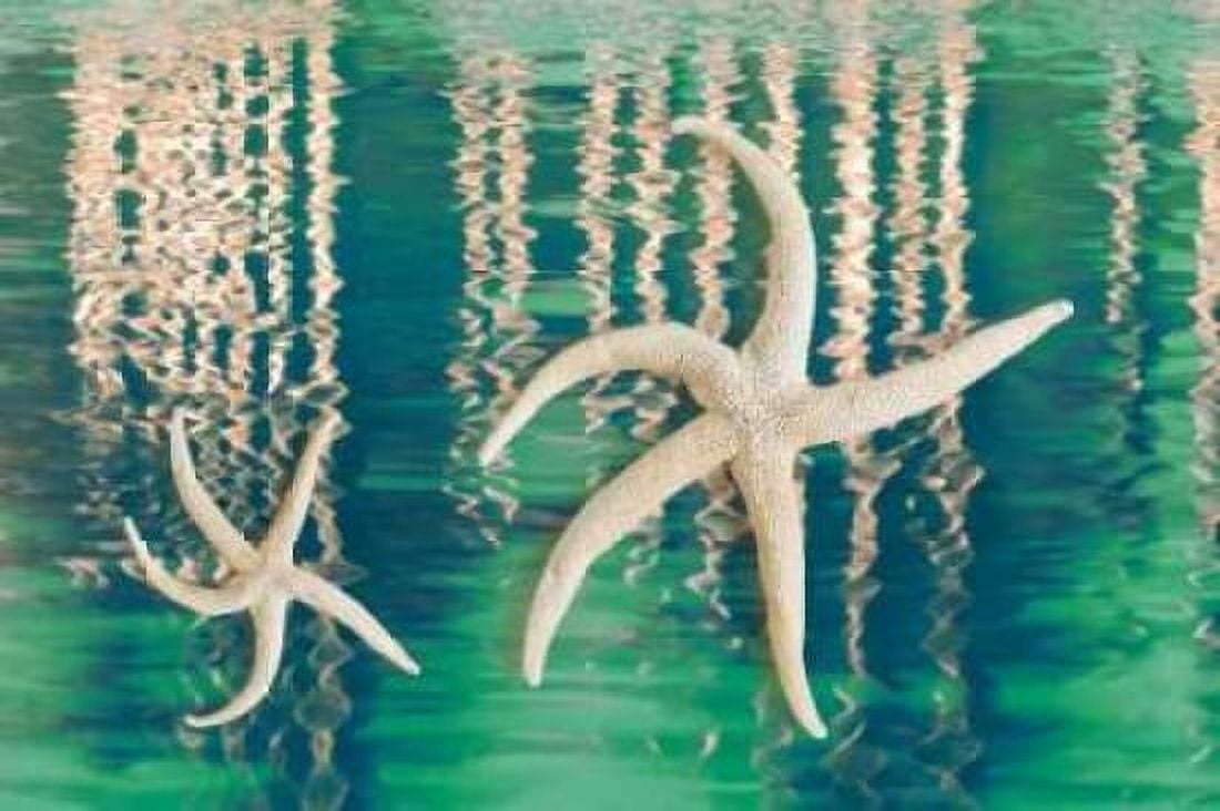 Starfish on Water I Canvas Art - Kathy Mahan (12 x 18)