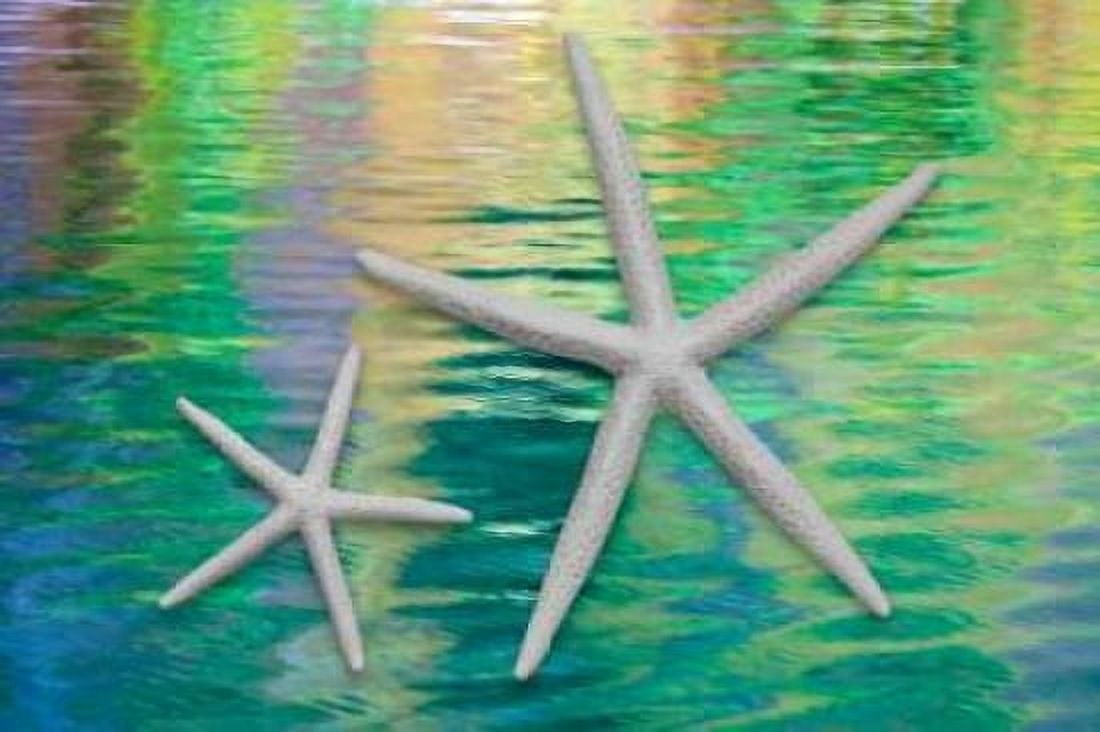 Starfish on Water II Canvas Art - Kathy Mahan (24 x 36)