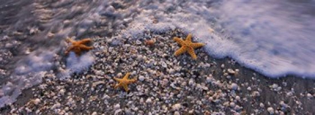 Starfish on a Beach Gulf Of Mexico Florida Canvas Art - Panoramic Images (33 x 12)