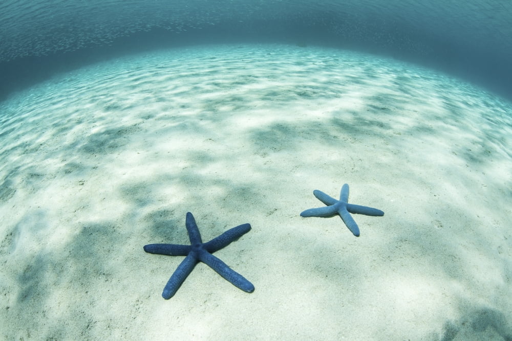 Starfish on a brightly lit seafloor in the tropical Pacific Ocean Canvas Art - Ethan DanielsStocktrek Images (34 x 23)