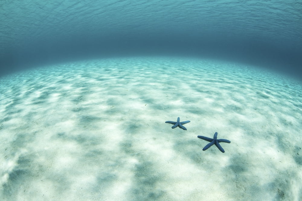 Starfish on a brightly lit seafloor in the tropical Pacific Ocean Canvas Art - Ethan DanielsStocktrek Images (34 x 23)