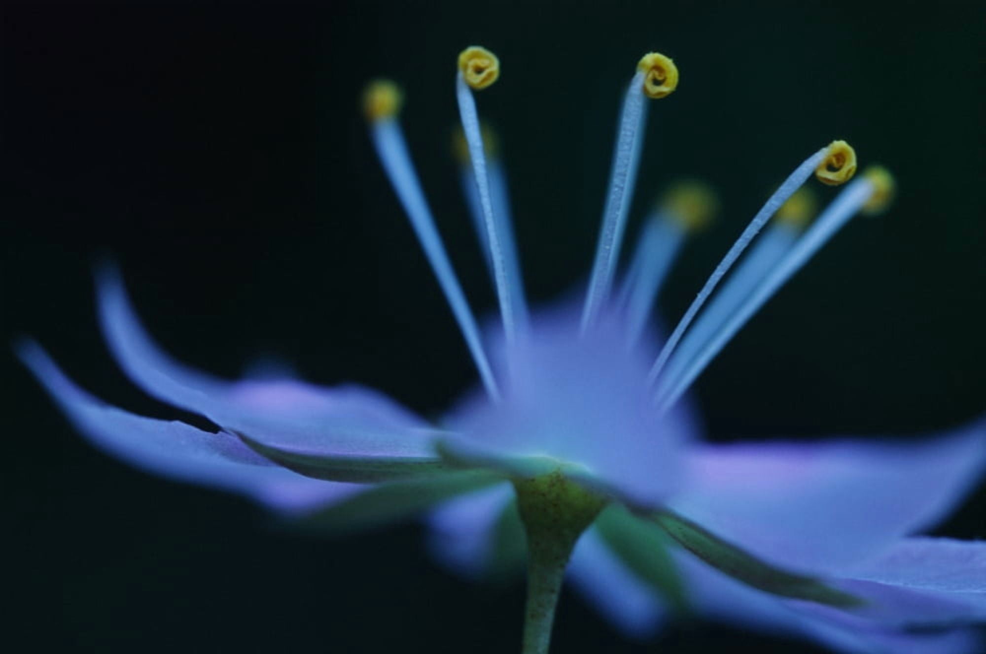 Starflower Trientalis Latifolia British Columbia Canvas Art - Robert Postma Design Pics (36 x 24)
