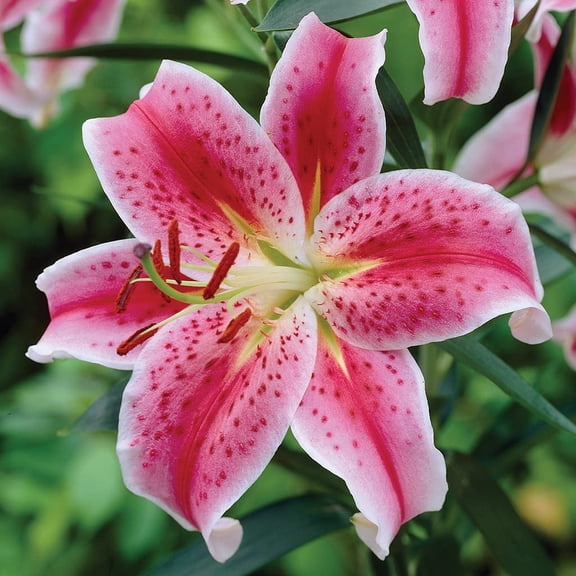 Stargazer Bulbs for Planting - Pink Oriental Lily, Beautiful Perennial for Any Garden (10 Bulbs)