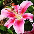 thumbnail image 1 of Stargazer Lilies Flower Bulbs Jumbo Pack - 10 Lily Bulbs per Pack - Pleasantly Scented - Attracts Butterflies and Hummingbirds - Good as Cut Flowers - Grows Well In Containers - Perennializing Garden, 1 of 3