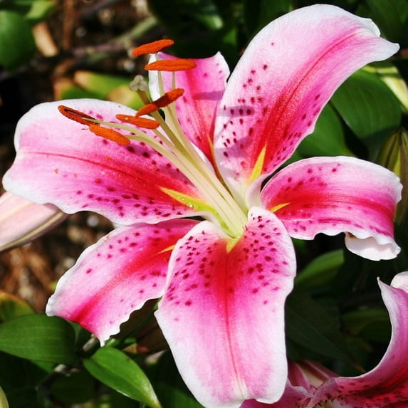 Stargazer Lilies Flower Bulbs Jumbo Pack - 10 Lily Bulbs per Pack - Pleasantly Scented - Attracts Butterflies and Hummingbirds - Good as Cut Flowers - Grows Well In Containers - Perennializing Garden