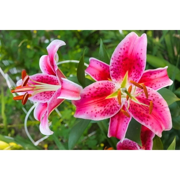 Stargazer Lily Bulbs to Plant - Easy to Grow - Stunning Blooms Come Back Each Year (2 Bulbs)