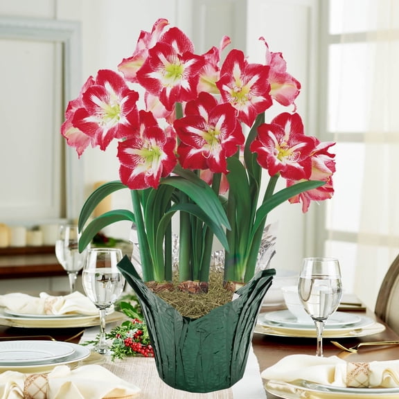 Stargazer Red Flowering Amaryllis (Hippaestrum) 3 Bulb Gift Kit, Planted in a Foil Wrapped 9 Inch Pot