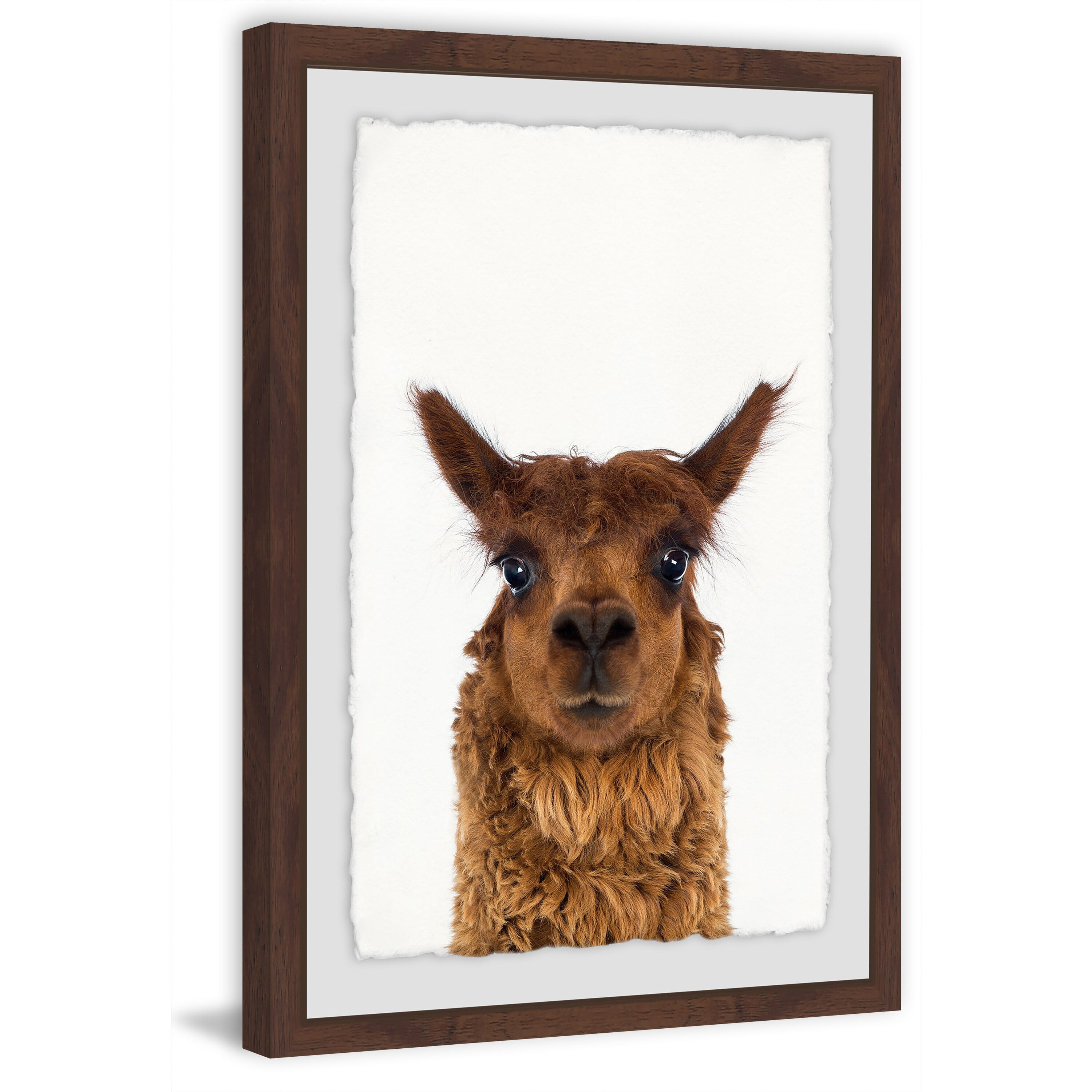 Staring Llama Framed Painting Print