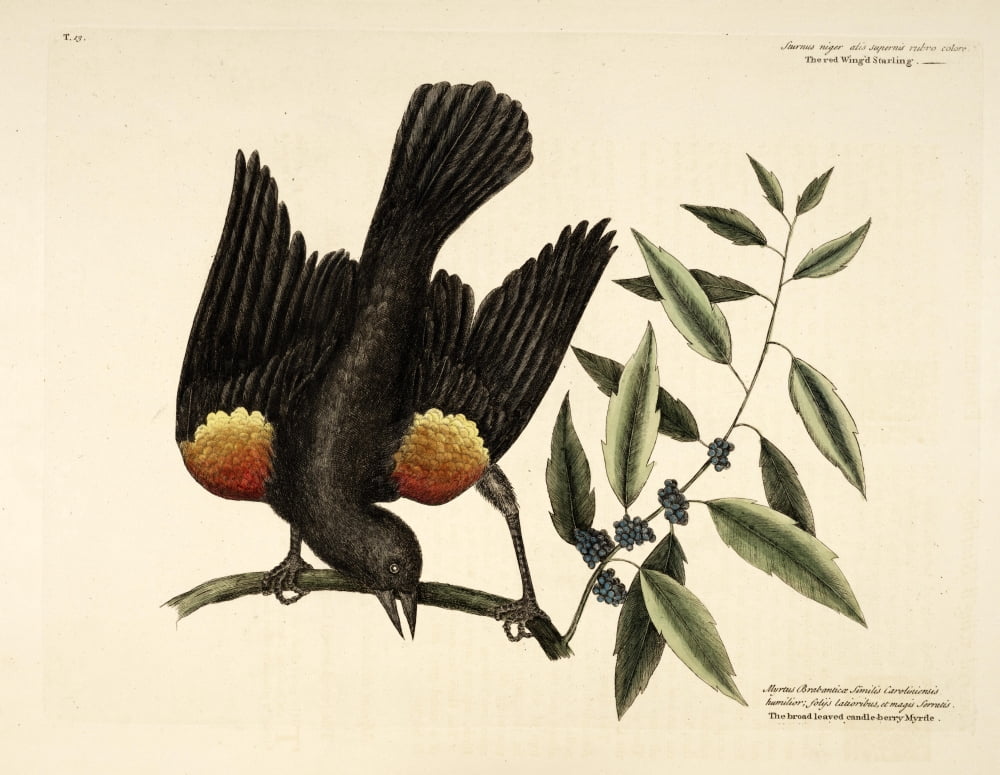 Starling Canvas Art - Mark Catesby (24 x 36)